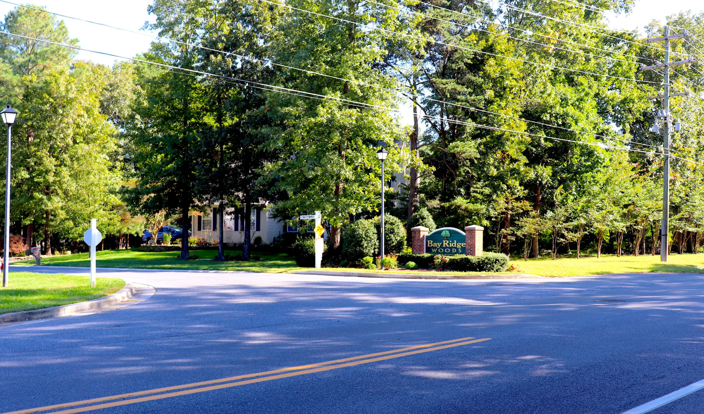 Bay Ridge Woods, photograph 1